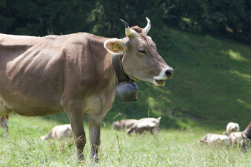 Fototapeta premium cow on a meadow