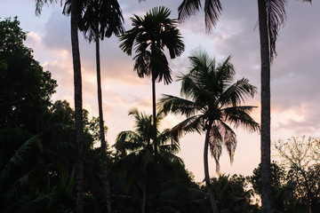 Fototapeta na wymiar coconut tree on a warm afternoon sunset silhouette shot.orange on the sky and black plants cinematic