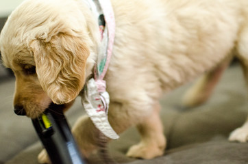golden retriever puppy