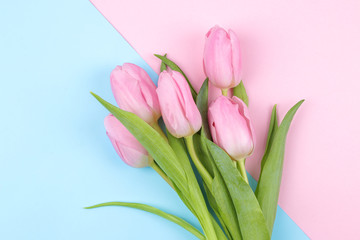 A bouquet of beautiful pink tulip flowers on a trendy pink and blue multicolored background. Spring. holidays. top view