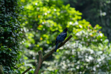white-lined tanager