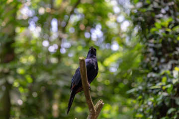 Red-winged starling perching on the tree branch