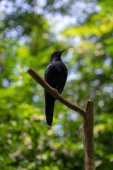 Red-winged starling perching on the tree branch	