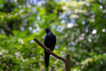 Red-winged starling perching on the tree branch	