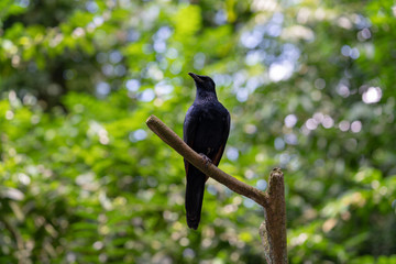 Red-winged starling perching on the tree branch