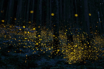 ヒメボタル乱舞