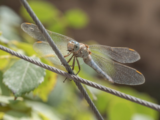 Dragonfly