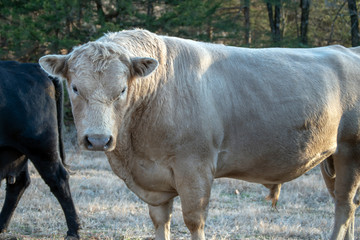 A large white charolais bull makes his dominance known as he stands boldly in the pasture. Bokeh effect.