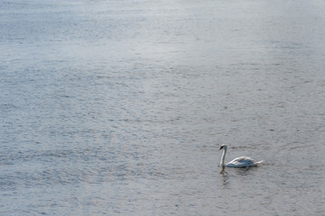 A adult Mute Swan gracefully swimming across the water. Animals/wildlife/nature
