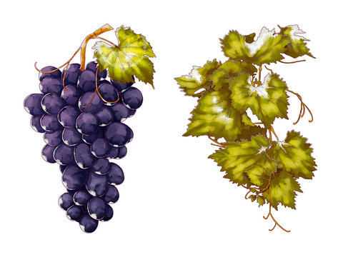 Grape and leaf