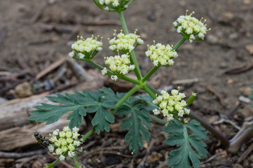 An ant pollinating Martindale's Desert Parsley (Lomatium martindalei).