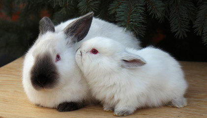 Californian rabbit breed, rabbit, animal, white, bunny, cute, pet, mammal, fluffy, fur, easter,...