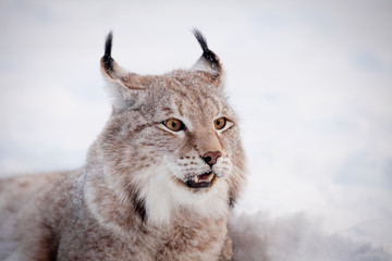 Abordable Eurasian Lynx, portrait in winter field