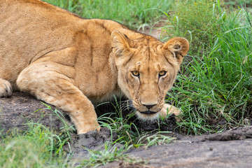 Fototapeta na wymiar Young lioness