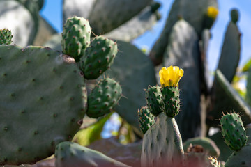 Tuna plant with a lot of buds and buds with a freshly bloomed yellow flower