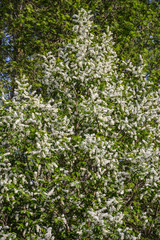 Fototapeta na wymiar Bright white bird cherry blossomed in spring