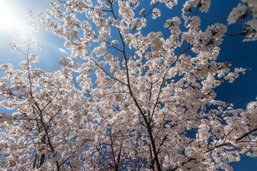 Sakura against the blue sky