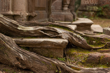 tree root brick moss bokeh background