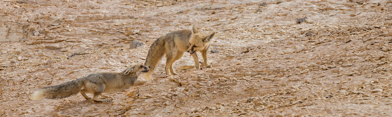The rüppell's fox, Vulpes rueppellii, in the Egyptian White Desert National Park