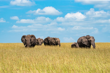 Obraz premium Elephant family