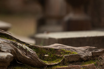 edge of tree roots