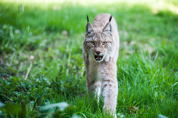 Luchs streift über eine Wiese. Wildtier