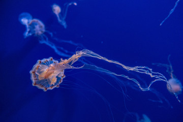 Beautiful Jellyfish with blue background