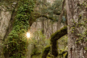 moss covered trees with sunburst