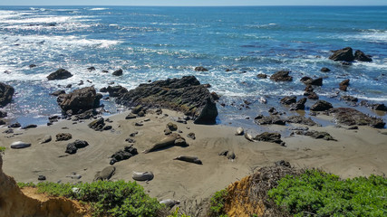 Fototapeta na wymiar Wild Seals napping on the rocky beach in the Califormia coast next to the beautiful blue ocean