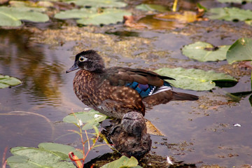 Common Wood Duck