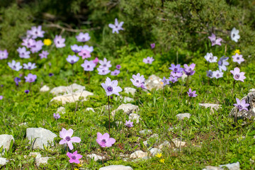 Spring season; wild flower; Anemone (Anemone coronaria)