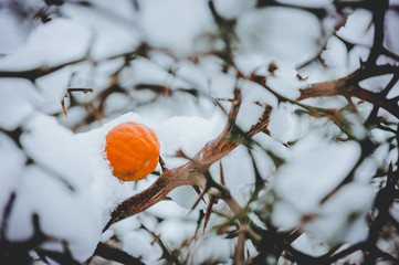 Wintertime feelings and colors 