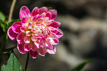 Dahlia