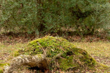 moss covered stump