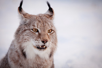 Fototapeta premium Abordable Eurasian Lynx, portrait in winter field
