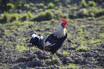 Nice leghorn Field under winter sunshine
