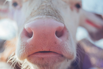 Muzzle calves close up