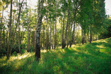 Fototapeta premium beautiful forest landscape with magnificent sky and sunshine