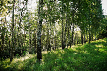 beautiful forest landscape with magnificent sky and sunshine