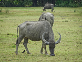 Buffaloes with huge horns graze on a green pasture, Thailand.