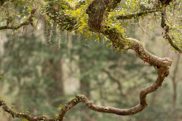 single crooked limb with bokeh background