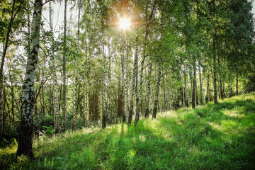 Fototapeta na wymiar beautiful forest landscape with magnificent sky and sunshine