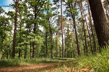 beautiful forest landscape with magnificent sky and sunshine