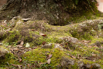 moss covered stump with brick background