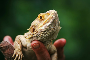 Lizard bearded agama