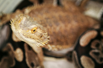 Lizard bearded agama