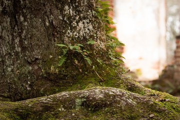 tree base with fern