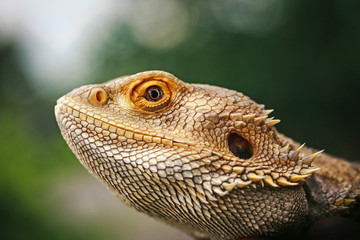 Lizard bearded agama