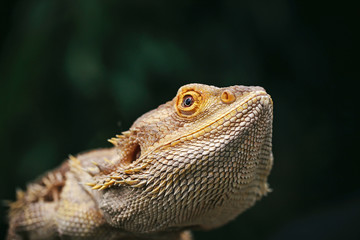 Lizard bearded agama