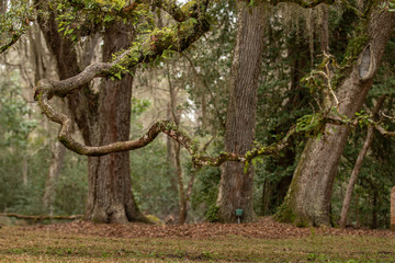 Fototapeta premium moss covered tree limbs